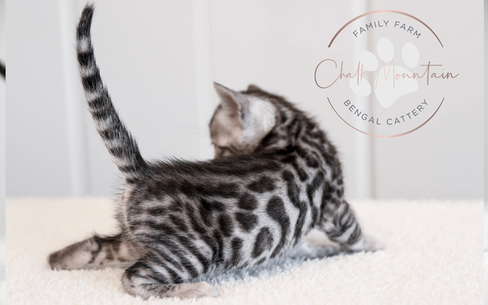 Bengal kitten for sale